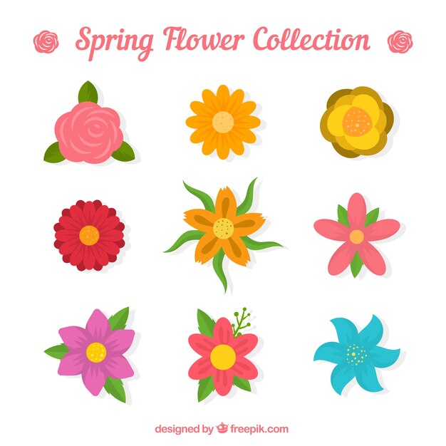 collection of beautiful spring flowers