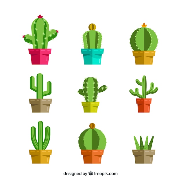 Vettore gratuito raccolta di cactus in design piatto