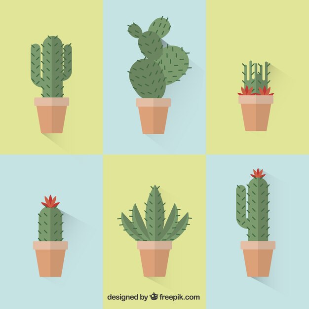 Collection of cactus