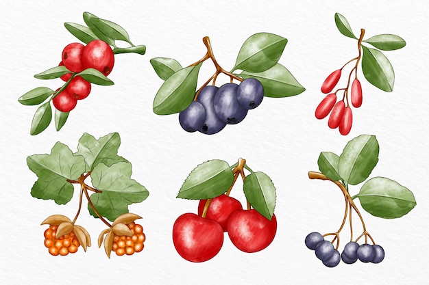 Free vector collection of different fruits illustrated