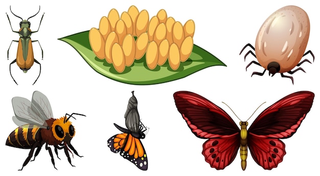 Collection of different insects vector