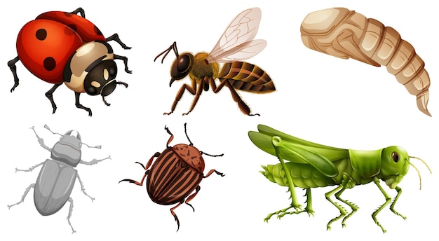 Free vector collection of different insects vector