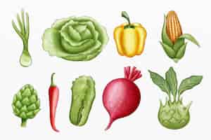 Free vector collection of different vegetables illustrated