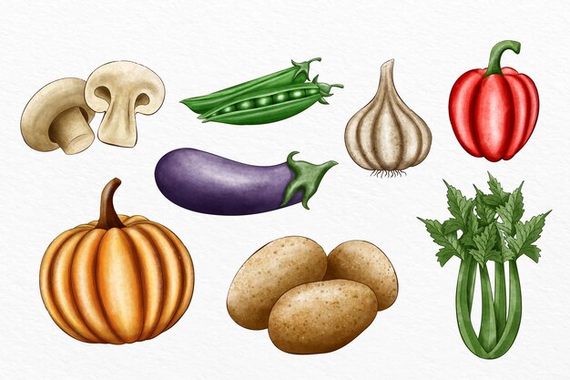 Collection of different vegetables illustrated