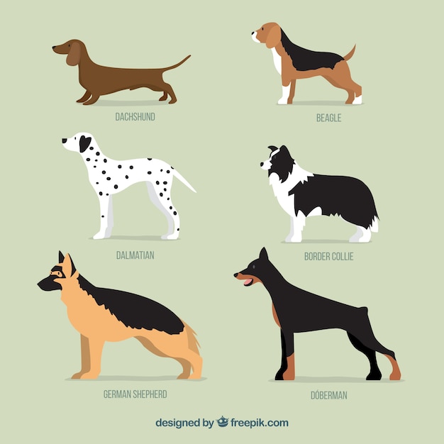 Free vector collection of dog breeds