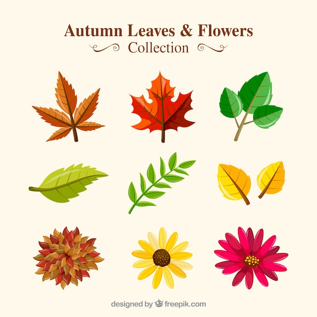 Free vector collection of dry leaves with autumnal flowers