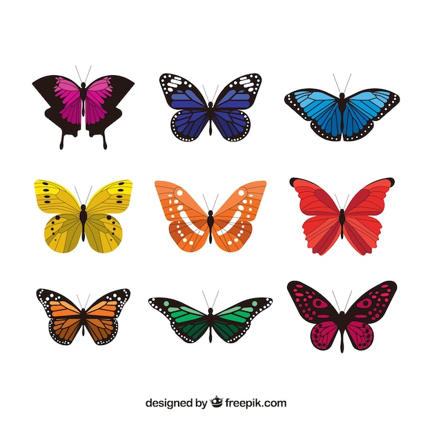 Collection of elegant colored butterflies