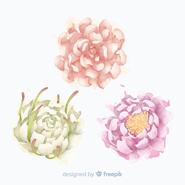 Collection of elegant peony flowers in watercolor style