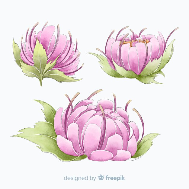 Collection of elegant watercolor peony flowers
