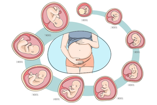 Free vector collection of fetal development moments