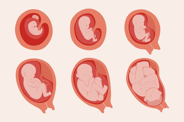 Free vector collection of fetal development moments