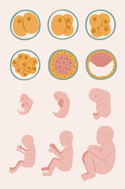 Free vector collection of fetal development moments