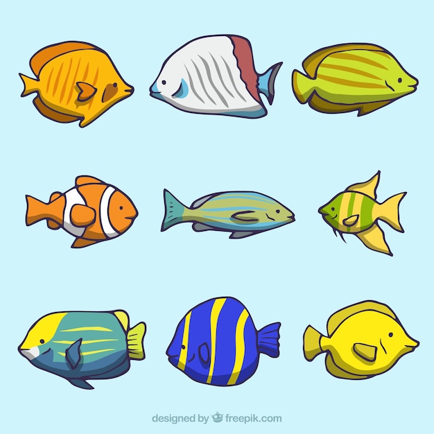 Collection of fish