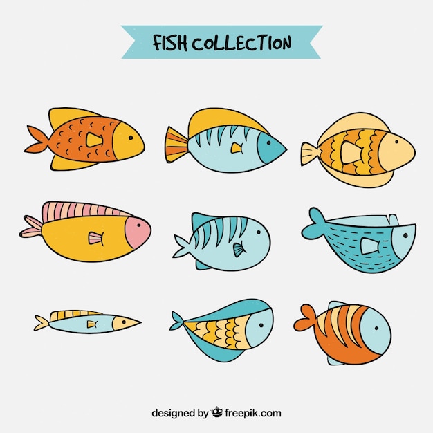 Collection of fish