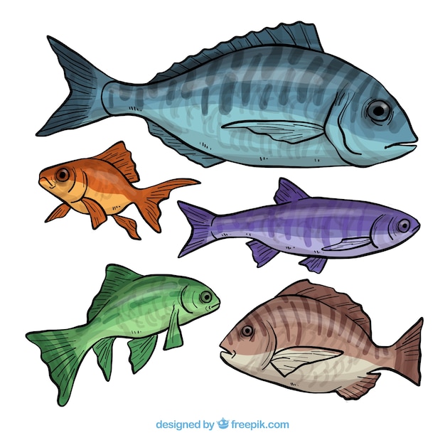 다섯 다른 물고기의 컬렉션