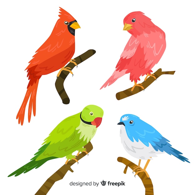 Free vector collection of flat exotic bird