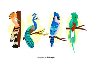Free vector collection of flat exotic bird
