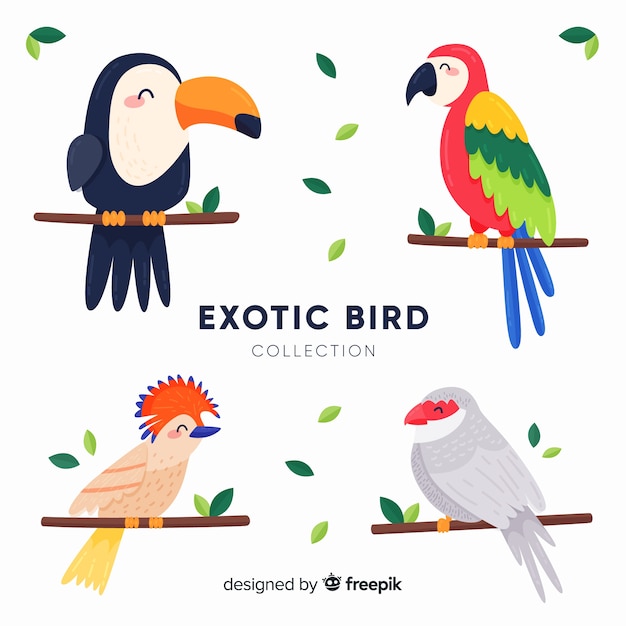 Collection of flat exotic bird