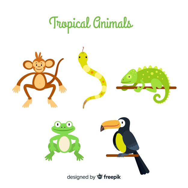 Collection of flat tropical animal