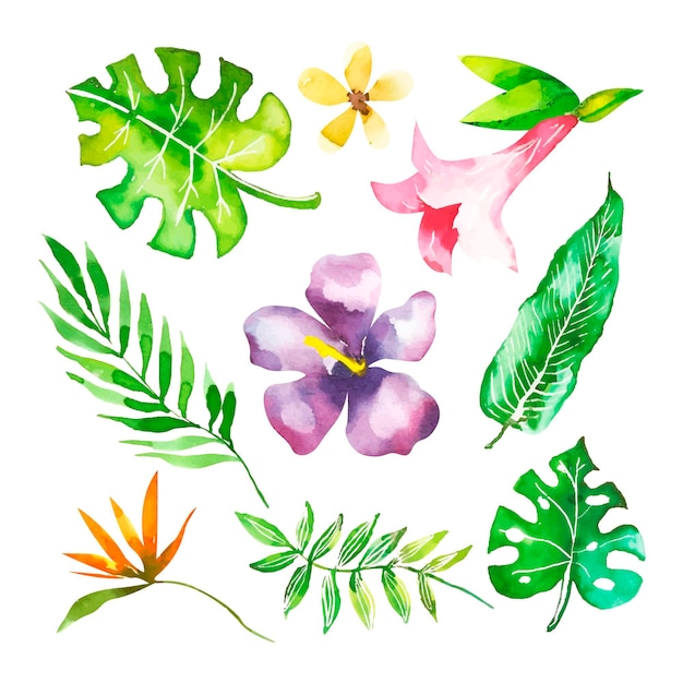 Коллекция цветов и тропических листьев