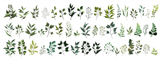 Collection of greenery leaf plant forest herbs tropical leaves spring flora in watercolor style. 