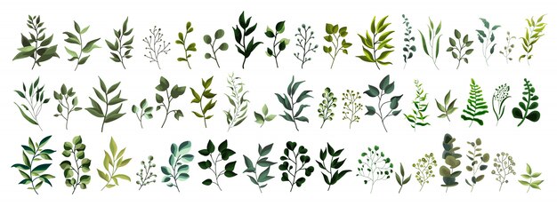 Collection of greenery leaf plant forest herbs tropical leaves spring flora in watercolor style. 