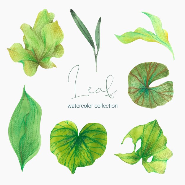 Collection of greenery leaf plant forest herbs tropical leaves