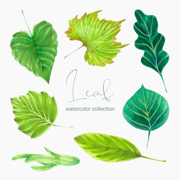 Free vector collection of greenery leaf plant forest herbs tropical leaves