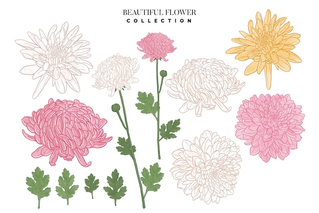 Free vector collection of hand drawn beautiful flowers