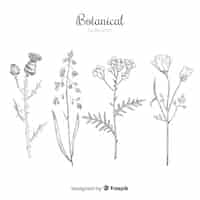 Free vector collection of hand drawn botanical and herb spices