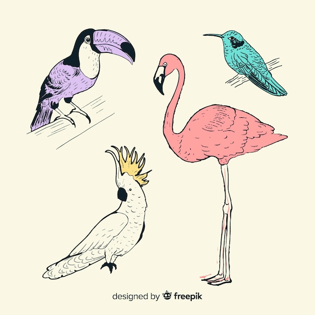Collection of hand drawn exotic bird