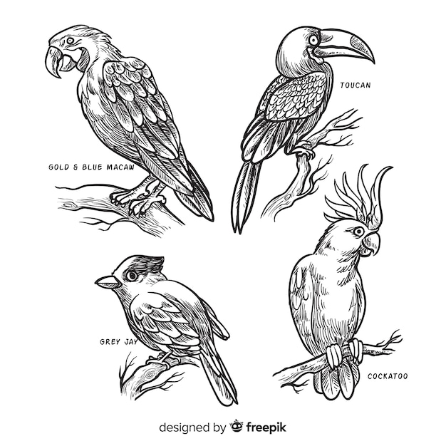 Collection of hand drawn exotic bird