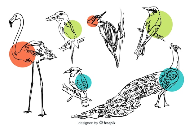 Free vector collection of hand drawn exotic bird