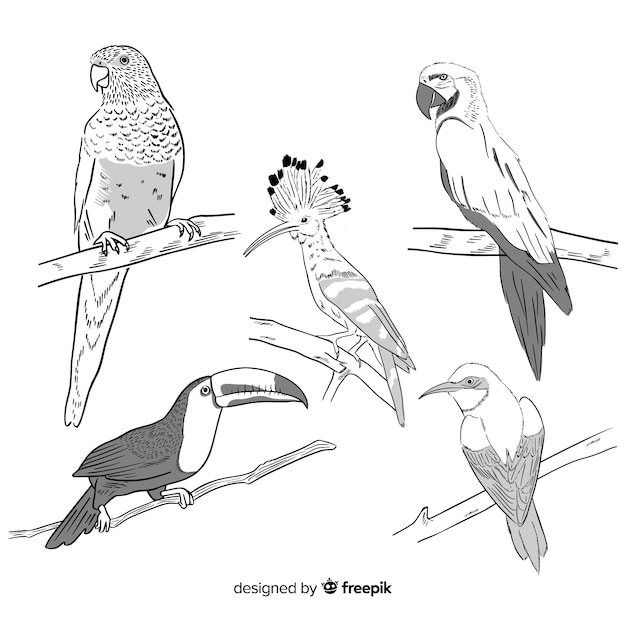 Collection of hand drawn exotic bird