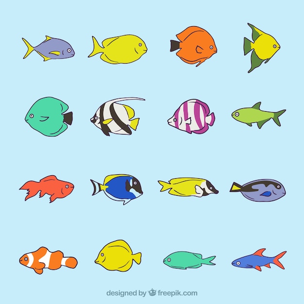 Free vector collection of hand drawn exotic fish