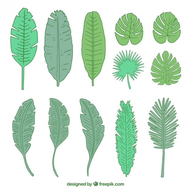 Free vector collection of hand drawn exotic leaf