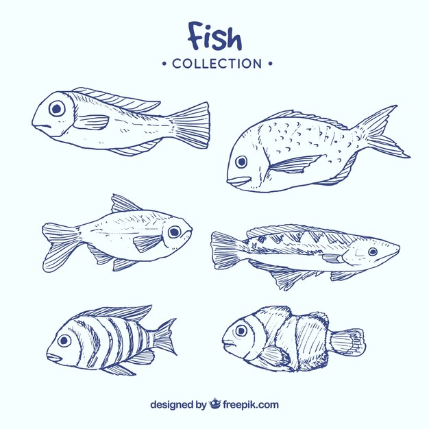 손으로 그린 물고기의 컬렉션