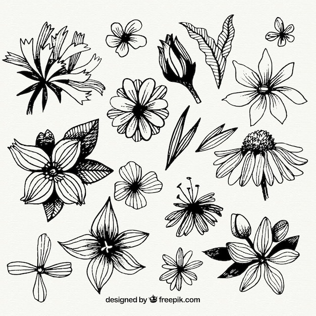 Free vector collection of hand drawn flowers