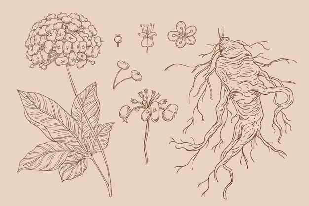 Collection of hand drawn ginseng plant