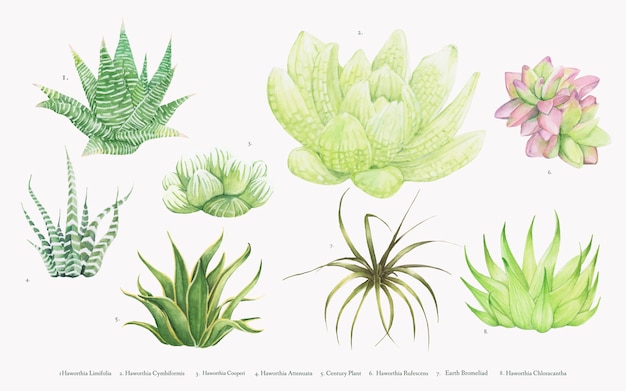 Collection of hand drawn haworthia plants