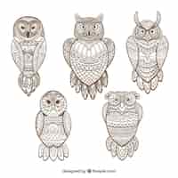 Free vector collection of hand drawn ornamental owls