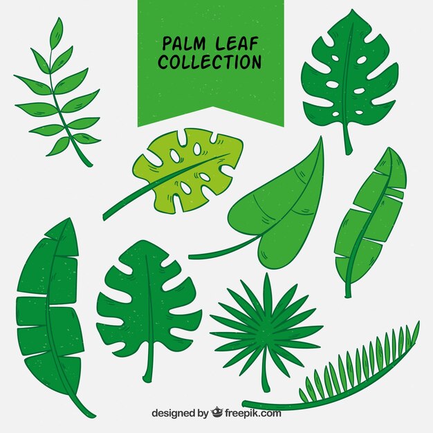 Коллекция рисованных пальмовых листьев
