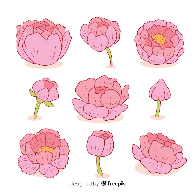 Free vector collection of hand drawn peony flowers