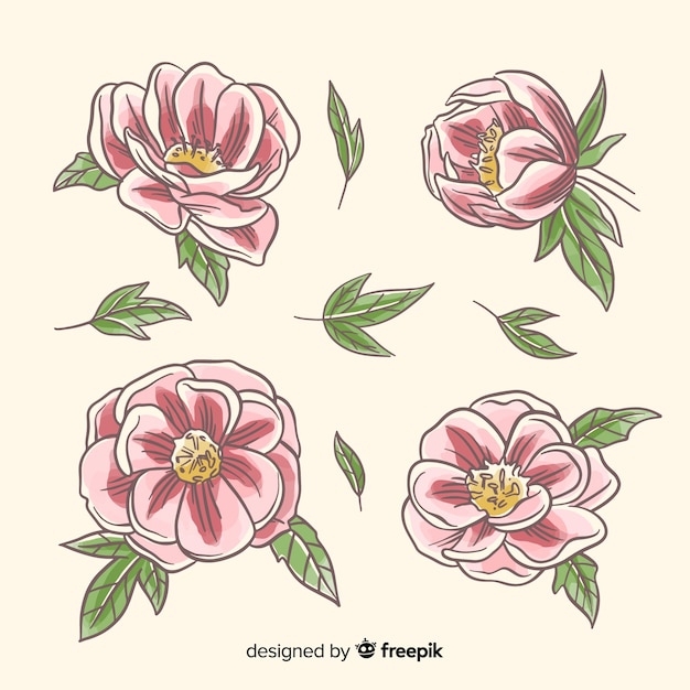 Raccolta di fiori di peonia disegnati a mano