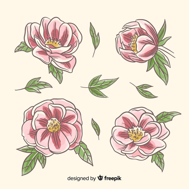 Collection of hand drawn peony flowers