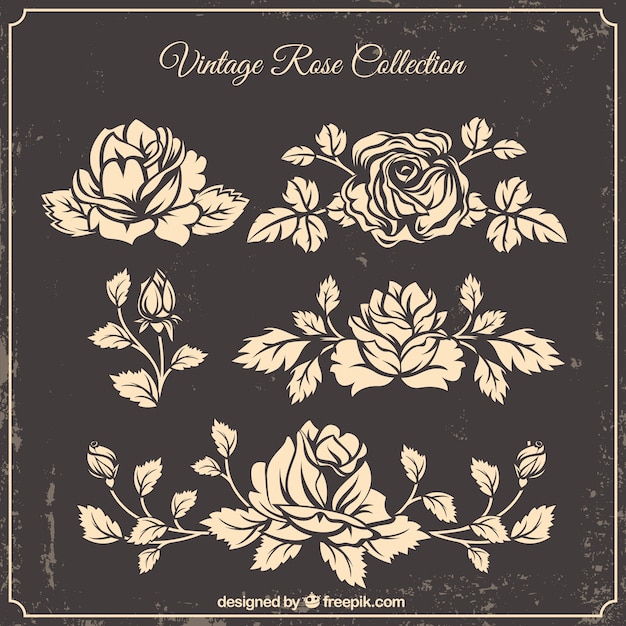 Collection of hand-drawn roses in vintage style