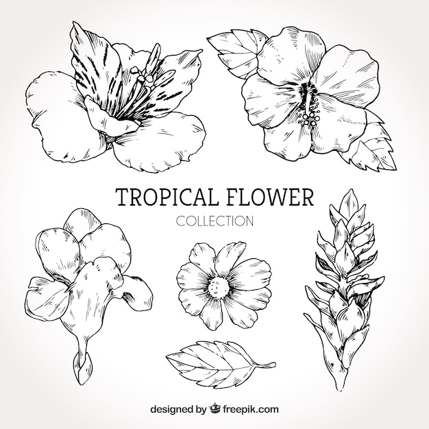 Collection of hand drawn tropical flowers