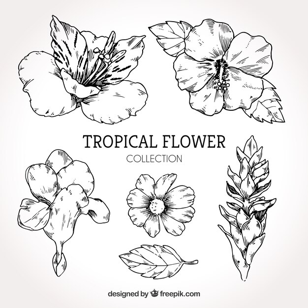 Collection of hand drawn tropical flowers