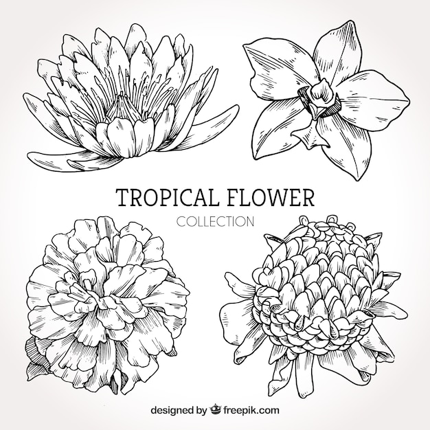 Collection of hand drawn tropical flowers