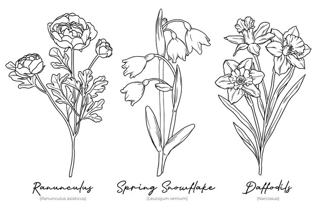 Collection of Hand Drawn Winter Flowers